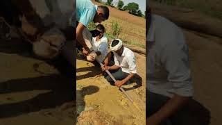 Impaction of rumen in Cow I गौबर के बन्द काइलाज [upl. by Ines]