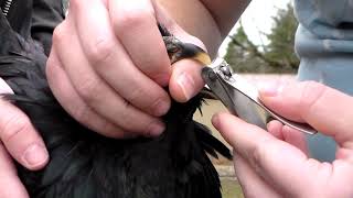 Poultry Wellness  Trimming Beaks on Crossbeaked Birds [upl. by Eimac466]