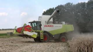 Claas Lexion 570 beim Raps dreschen [upl. by Berta]