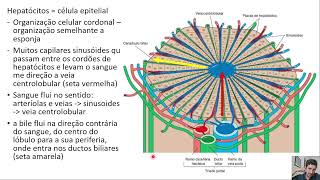 Histologia Completa Sistema digestorio parte 3  Glandulas Anexas [upl. by Tekla]