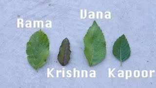 Holy Basil  Tulsi Types  Growing From Seed [upl. by Bathsheb]