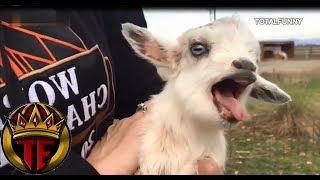 Videos Para Morirse De La Risa Cabras  Funny Videos Fails Compilation [upl. by Yesrej]