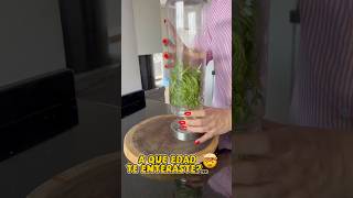 Así conservarás el cilantro por más tiempo 🤩 cocina hacks losabias [upl. by Amor290]