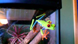 Redeyed tree frog climbing [upl. by Nivalc546]