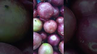 Seriales or Indian Plum shorts seriales indianplum fruits [upl. by Bowen]