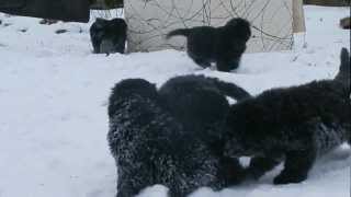 Chiots TERRE NEUVE dans la neige [upl. by Shyamal]