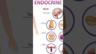 INTRODUCTION TO ENDOCRINE SYSTEM [upl. by Tumer733]