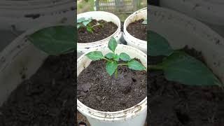 How to grow Capcicum at home gardening garden plants capsicum [upl. by Lorrad]