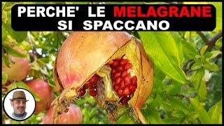 Perchè le melagrane si spaccano Ecco quali sono le cause [upl. by Neukam]