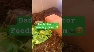 Daddy tortor feeding the tortoises  Shelly and Shallow animallover tortoise shorts [upl. by Kutzer37]