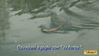 MONDO PESCA  CAVEDANI E PIGHI CON quot LA FURBA quot  FIUME OGLIO PALOSCO  BG Abbonatevi light grazie [upl. by Rainwater971]