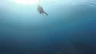 manta cruising by insta 360 [upl. by Thanos]