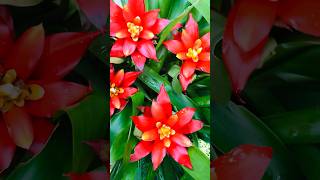 My Bromeliad flowers Guzmania plant flower 🥰🌸 [upl. by Wil305]