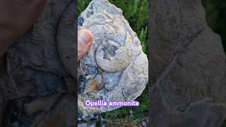 Opellia ammonite fossil from the truelli bed of Burton Bradstock Inferior oolite [upl. by Anoi]