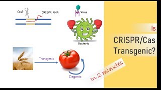 IS CRISPR transgenic [upl. by Clive]