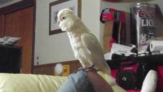 Goffin Cockatoo Being Silly [upl. by Fairman]