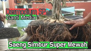 Saeng Simbur  Desmodium SP  Super mewah ganti mediautamaasepbonsaicutting3711 [upl. by Korwin19]