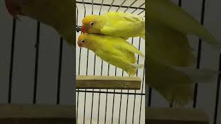 Yellow ringneck parrot  Yellow Alexander Parrot natural sounds yellowparrot [upl. by Latsryc]