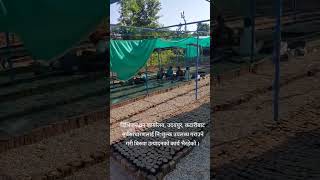 वन कार्यालयको नर्सरीमा विरुवा उत्पादन Seedling production in Government nursery of Nepal [upl. by Ybbed]