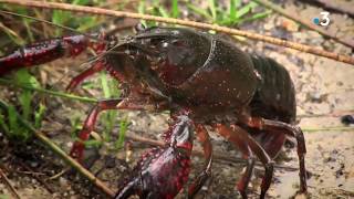 Extrait du documentaire quotLes envahisseursquot  lexemple de lécrevisse de Louisiane et du ragondin [upl. by Urian]