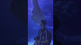 PASILLO DE AGUA OCEANOGRAFIC 🐟 youtube travel shorts short travelvlog viajes aquarium [upl. by Ecnerrot978]