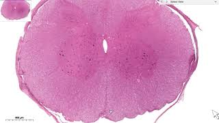 HISTOLOGI CNS MEDULLA SPINALIS [upl. by Dekeles948]