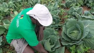 Mixed farming under conservation agriculture [upl. by Anoved]