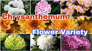 14 Different Types of Chrysanthemum Varieties  Chrysanthemum Flower [upl. by Ahsek]