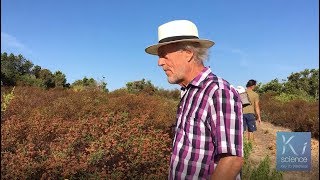 Cistus Tea grown in Sardinia [upl. by Schreibe]