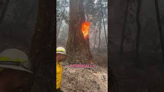 Reason Why Tree Burning Inside [upl. by Orly]