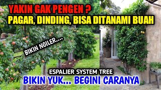 BIKIN NGILER  PAGAR DAN TEMBOK RUMAH BISA DITANAMI BUAH DENGAN CARA INI  ESPALIER SYSTEM TREE [upl. by Renae579]