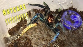 Tarantula Feeding Video 25  Crazy [upl. by Sanjay]