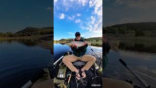 Whats your favorite species of trout flyfishing pontoonboat stillwater [upl. by Ynnod720]