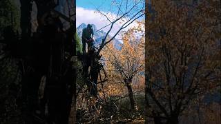 Cutting trees cuttingtree autumn trending viralvideo [upl. by Mercie]