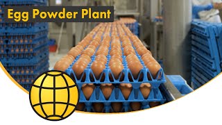 Egg Powder Production Plant  Breaking Pasteurization Spray Drying  SANOVO TECHNOLOGY GROUP [upl. by Lester]