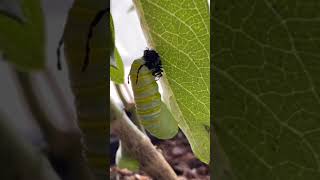 Video explaining the life cycle of a Monarch butterfly [upl. by Cathryn]