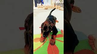 Most dengerous dog trending rottweiler dog youtubeshorts youtube viralshorts shorts short [upl. by Loeb455]