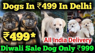 Cheapest Dog Market in Delhi 2025  Best Dog Shop in Delhi NCR  Beagle  Pomeranian  Shihtzu Dogs [upl. by Eelrac715]