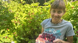 Thornless Loganberry harvest in early summer with Karen Sutherland [upl. by Kamillah]