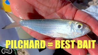 USING PILCHARDS FOR BAIT HOW TO CATCH THEM AND USE THEM TO CATCH BIG FISH FF EPISODE 12 SEASON 1 [upl. by Las]