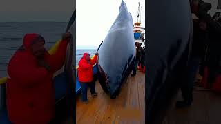 Colossal Whale Fish Hauled Aboard An Unforgettable Catch [upl. by Ettenwad]