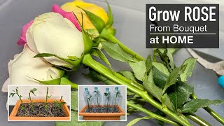 Rose  Grow your Own Roses from Cuttings at Home [upl. by Ainad]