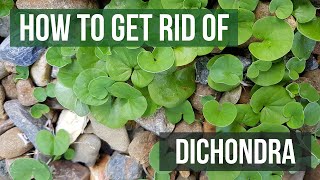 How to Get Rid of Dichondra 4 Easy Steps [upl. by Yspyg731]