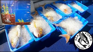 GOLDBAND SNAPPER HAUL  Targeting Goldband Snapper With Electric Reels Coral Bay [upl. by Angelico]