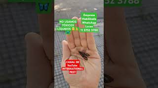 INTERNATIONALPEST mariposas butterfly mariposas fumigacion ants plantas shorts shortvideo [upl. by Rosalba]