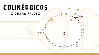 COLINÉRGICOS Y ANTICOLINÉRGICOS Intoxicación Por Organofosforados  Farmacología [upl. by Acsot]