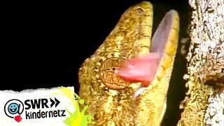 OLIs Wilde Welt  Geckos bei OLIs Wilde Welt  SWR Kindernetz [upl. by Noffihc]