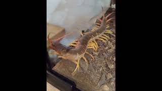 Scolopendra dehanii 🪲insects scolopendra nature [upl. by Schick]