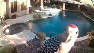 Woodpecker Frantically Pecks at Security Camera  9994181 [upl. by Boland712]