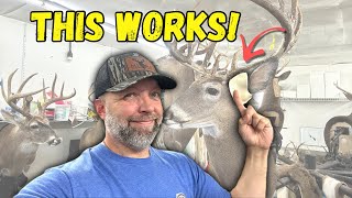 Ear Butts Made Easy New Tool Shapes Clay in Seconds SUPER EASY Whitetail Taxidermy [upl. by Rahel]